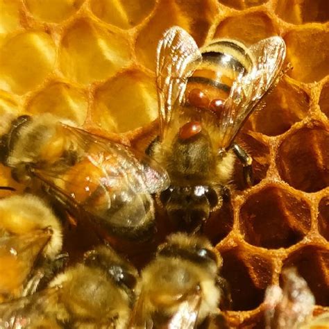 Acarine disease | Making Honey