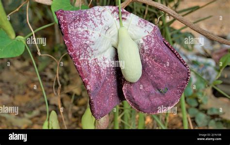 Flowers Of Aristolochia Littoralis Calico Flower Dutchmans Pipe Etc