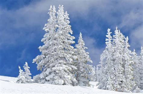 Snowy Frosted Trees Winter Landscape by Adventure photo