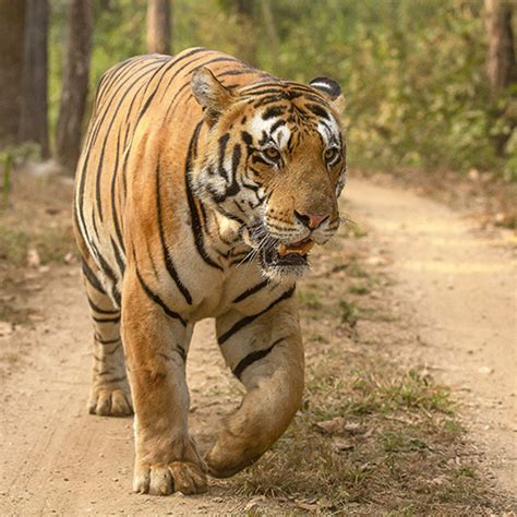 Kanha National Park & Tiger Reserve, Madhya Pradesh, India