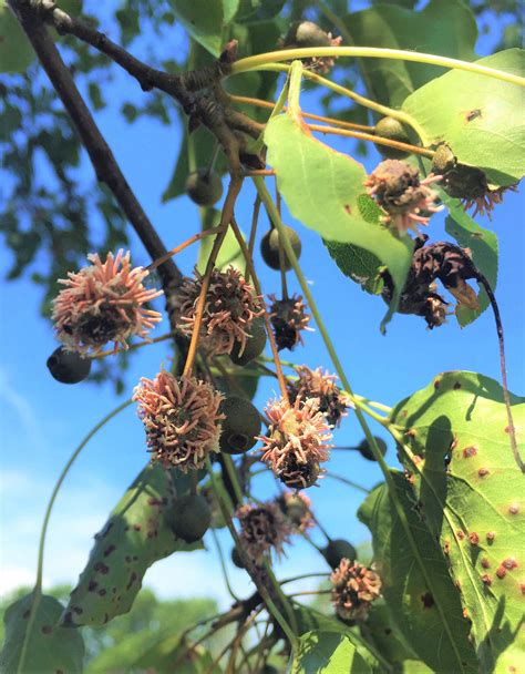 Pear Rust | Oklahoma State University