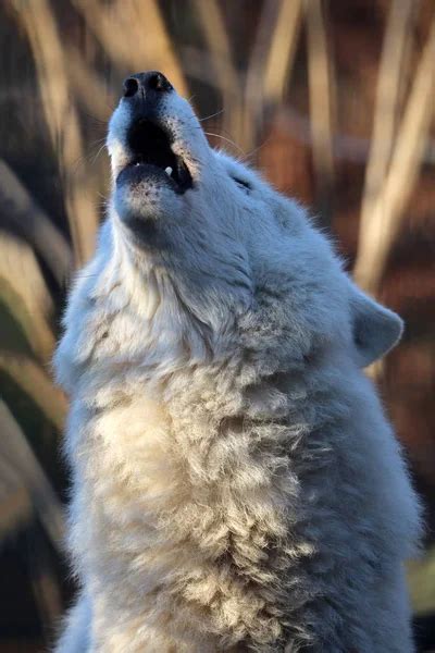 ᐈ Wolf howling stock pictures, Royalty Free white wolf howling images ...