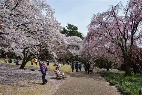 Hanami : les 15 endroits où voir les cerisiers en fleurs à Tokyo - Le ...