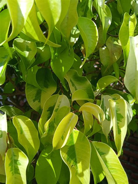 Bahan Bonsai Beringin Ficus Benjamina Variegata Golden Langka Lazada