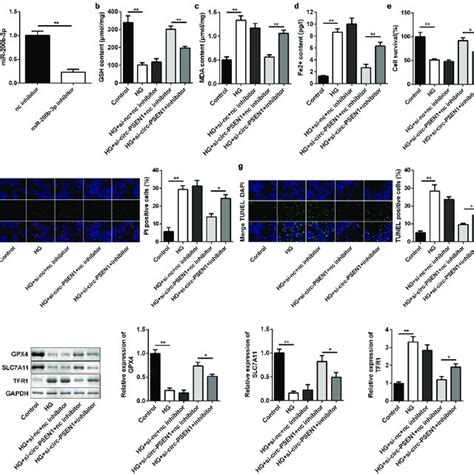 Inhibition Of MiR 200b 3p Abrogates The Effects Of Si Circ PSEN1 On