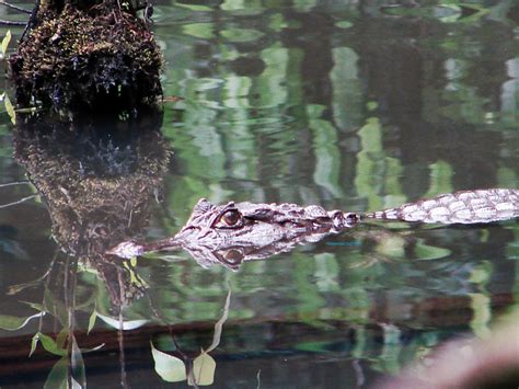 Brown Caiman From Gorgona CO VC BV CO VC CO On April 16 2010 By