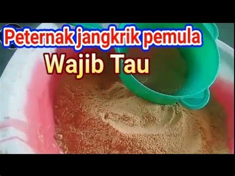 Tutorial Cara Ngasih Pakan Jangkrik Yang Baru Menetas Untuk Pemula