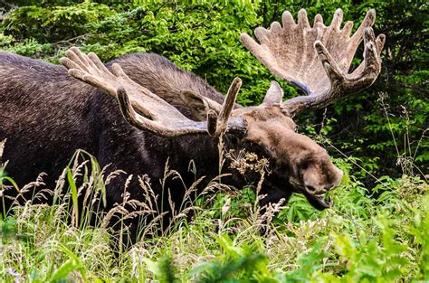 Wild Cam: Struggling caribou herd penned in by predators - The Wildlife ...