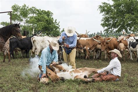 What Life is Like as a Cowboy on a Working Ranch