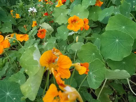 edible flowers list  plants  culinary creations countryside