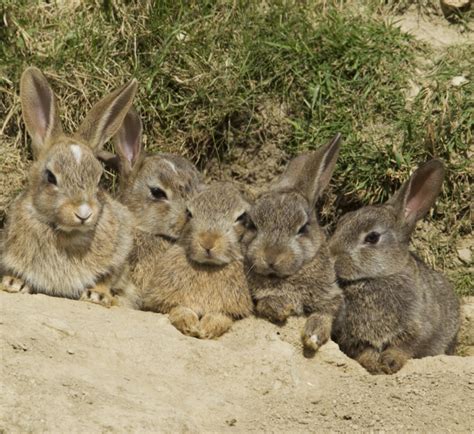 Le lapin de garenne : menace ou menacé ? | Les Jardins de Noé