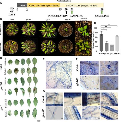 Frontiers Gigantea Supresses Wilt Disease Resistance By Down Regulating The Jasmonate