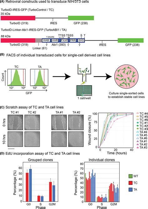 Proximity Proteomics Reveals Role Of Abelson Interactor In The