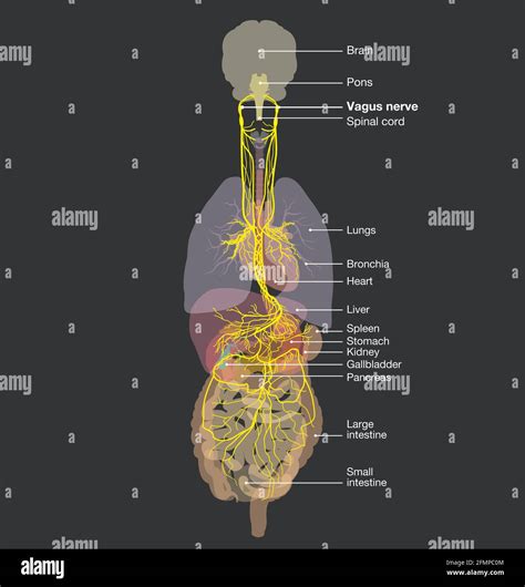 The 3D Illustration Showing Brain And Active Vagus Nerve Tenth Cranial