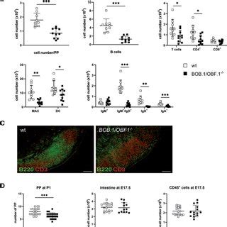 Bob Obf Deficiency Impairs Lymphocyte Homing A Hematopoietic