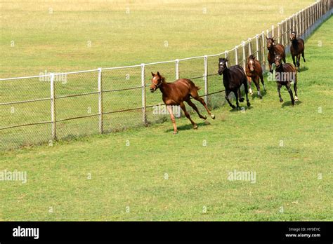 Poonawalla stud farm, pune, maharashtra, india, asia Stock Photo - Alamy