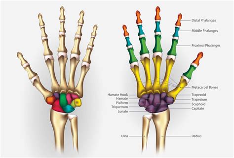 Le Ossa Della Mano Leg Srl Stp Radiografie A Domicilio