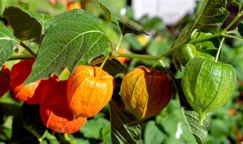 Growing Chinese Lantern Plant How To Grow Physalis Alkekengi