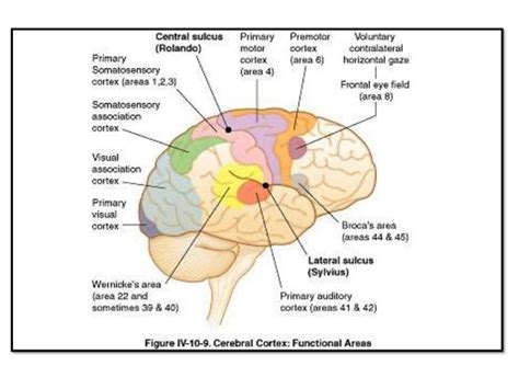 Parietal Lobe Diagram