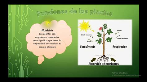 Funciones De Las Plantas Youtube