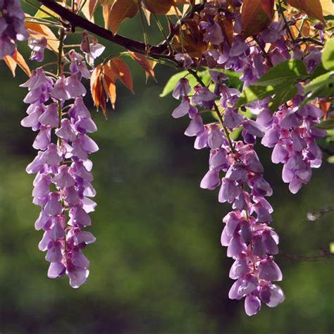 Wisteria Sinensis And Chinese Wisteria Seeds Heyou Seeds