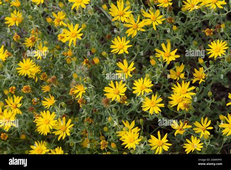 Heterotheca Villosa Golden Aster Common Wildflower In The Park Stock