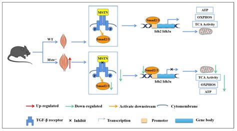 Ijms Free Full Text Loss Of Myostatin Alters Mitochondrial