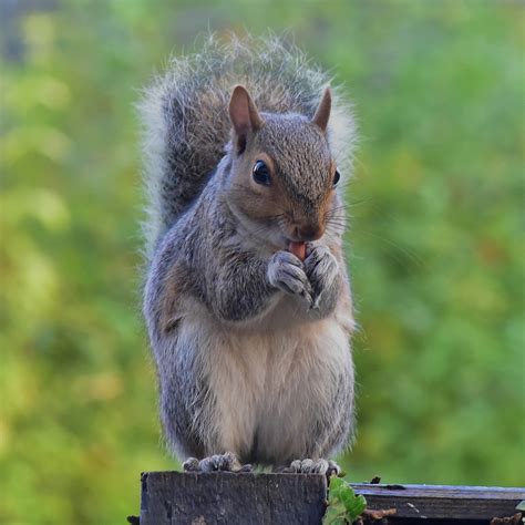 0338squirrelwithpeanut01 Female Grey Squirrel Enjoying Flickr