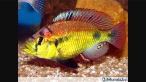 haplochromis yellow belly | Fish pet, Cichlids, Pets