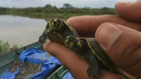 100,000 baby turtles released into Amazon River | Scoop News | Sky News