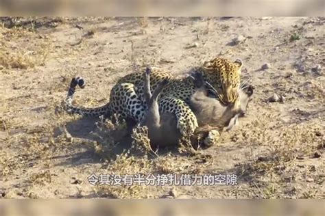 花豹抄了疣猪洞，母疣猪在远处却不敢上前，一窝4猪无一幸免猪洞