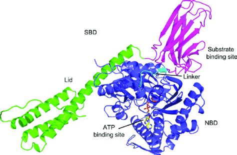 Predicted Structure Of Heat Shock Kda Protein A By Alphafold