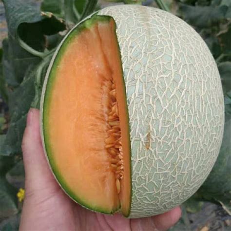 Hybrid F1 High Qualily Sweet Musk Melon Hami Melon Seeds For Growing