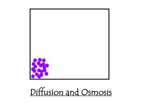 Ppt Diffusion And Osmosis Powerpoint Presentation Free Download Id 466276