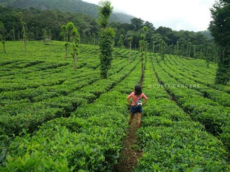 Pin By Gusty Gadders On Places To Visit In Wayanad Heaven Of Kerala