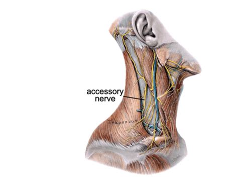 Block Innervation Of The Upper Limb Flashcards Quizlet