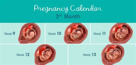 3 Months Pregnant Your Belly And Common Symptoms Pampers Ca