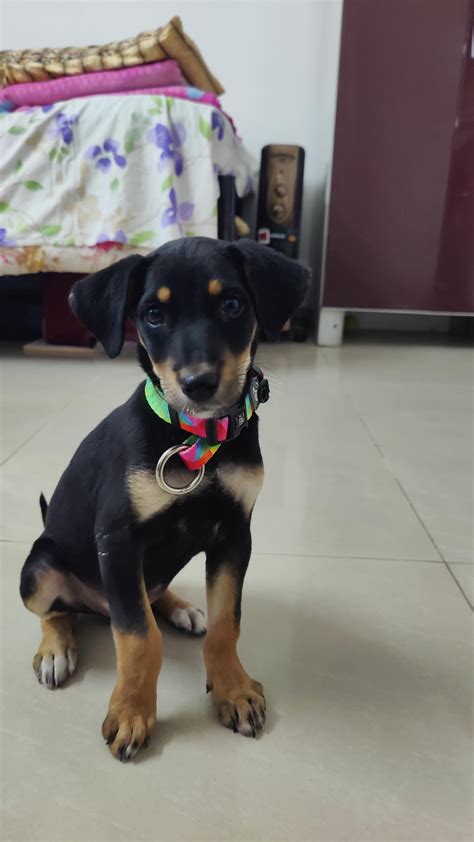 Stray dog adoption. : r/pune