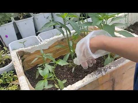 Merawat Tanaman Cabe Dan Panen Beberapa Sayuran Di Kebun Mini Youtube