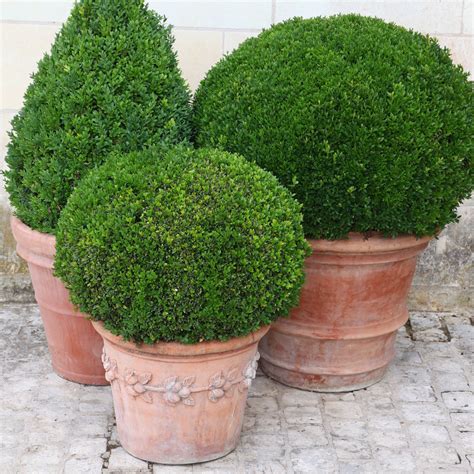 Growing Evergreens In Pots 5 Great Varieties To Grow Year Round