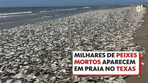 Milhares De Peixes Mortos Aparecem Em Praia No Texas Veja V Deo