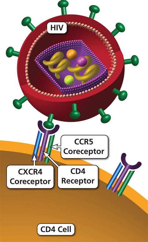 CD4 Receptor | NIH