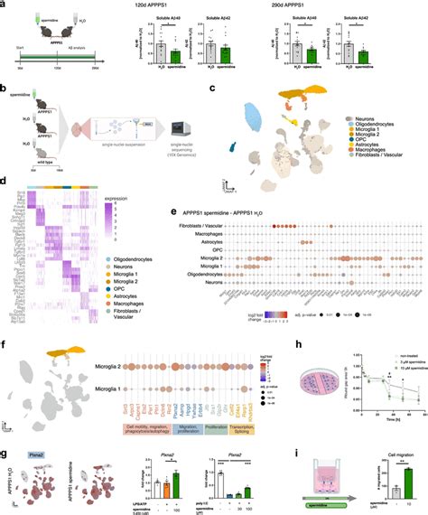 Spermidine Reduced Soluble Aβ And Induced Transcriptomic Alterations In Download Scientific