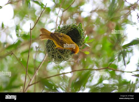 birds of india Stock Photo - Alamy