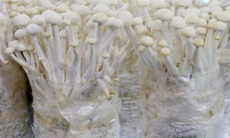 Mushroom Growing Bags An In Depth Guide To Different Types Grocycle