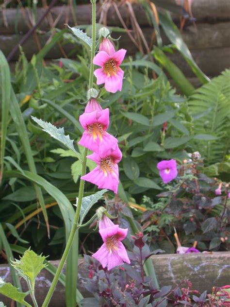 Rehmannia Angulata John Boggan Flickr