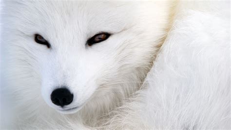 Arctic Fox Wallpaper - WallpaperSafari