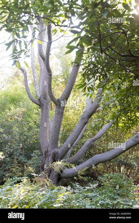 Melia Azedarach Chinaberry Tree Stock Photo Alamy