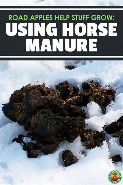 Horse Manure From Road Apples To Fantastic Fertilizer Epic Gardening