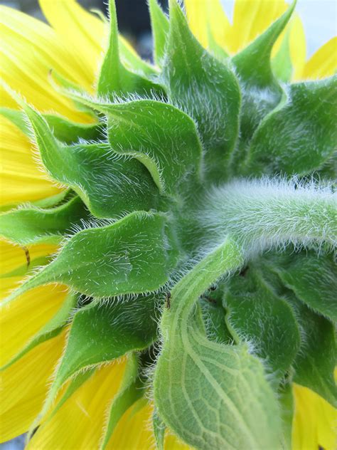 Common Sunflower